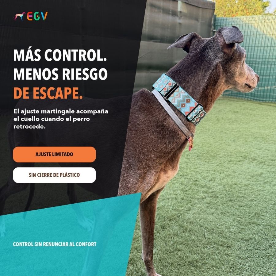 EGV - Collar Martingale 4 cm ancho, Collar galgo hecho a mano en Espa&ntilde;a (Cachemir), , large Imagen numero 2