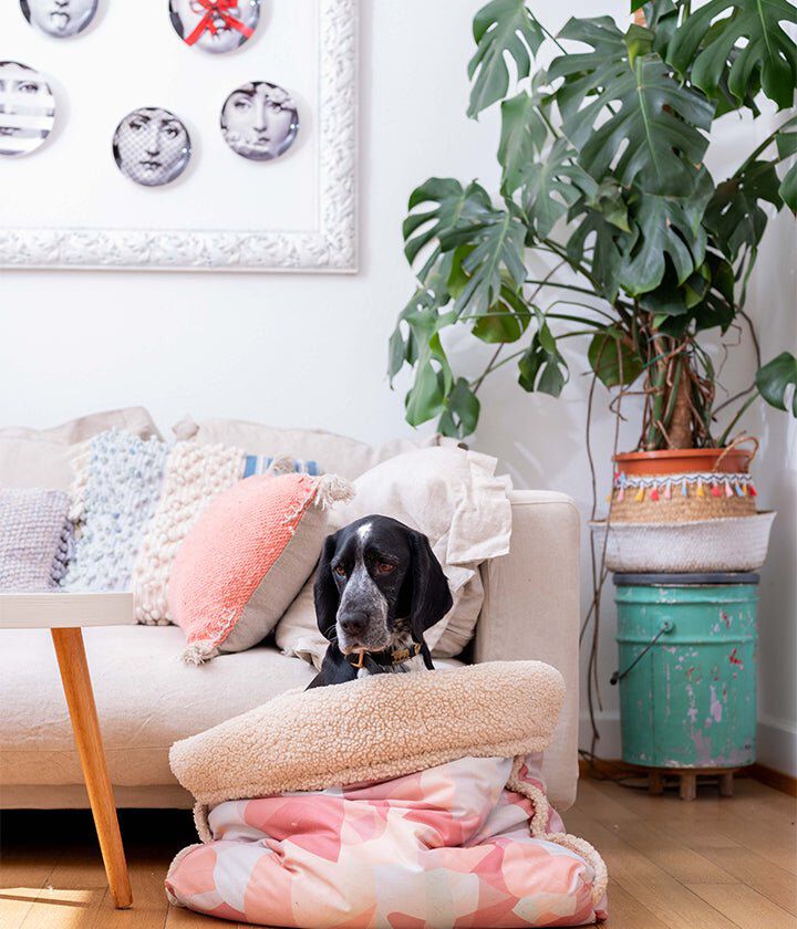 Pet and Co Bolsa De Cama De Lona (Piel De Oso) Snuggle - Perros, , large Imagen numero 5