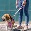 Arnés reversible Donut Neo Mesh para perros color Varios, , large indicador imagen numero 5