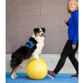 Plataforma de equilibrio para mascotas color Amarillo