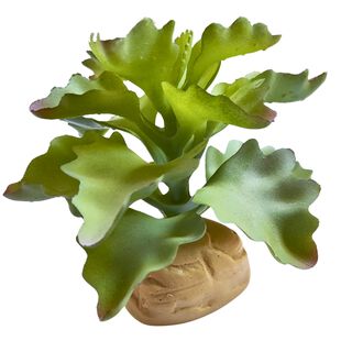 Reptilhábitat Planta Kalanchoe De Decoración Para Terrarios