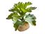 Planta Kalanchoe de decoración para terrarios, , large indicador imagen numero 1