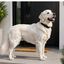 CUELLO NYLON PERRO CON METAL MMPET, , large indicador imagen numero 2