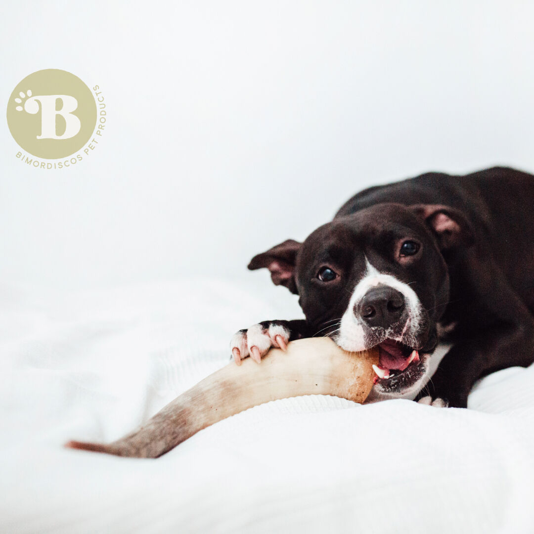 BIMORDISCOS Cuerno de vaca / toro para perros Pack 2 thumbnail