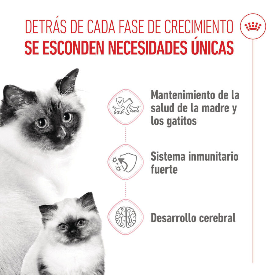 Royal Canin Mother &amp; Babycat pienso para gatos thumbnail
