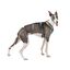 Arnés de 3 Puntos Antiescape Antitirones - Ideal para Lebreles: Galgo Italiano, Whippet, Galgo, Podenco - Seguro, Transpirable y Duradero - Perfecto para Caminar, Entrenar y Correr - ANTRACITA,M, , large indicador imagen numero 2