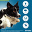 1 collar >8 kg Seresto Collar Antiparasitario para perros, , large indicador imagen numero 3