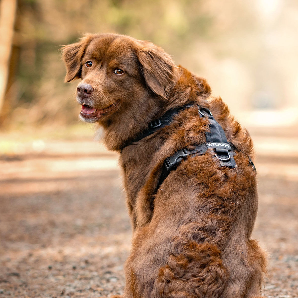 STUCH Arneses acolchado para perros (GRIS, XS), , large Imagen numero 3