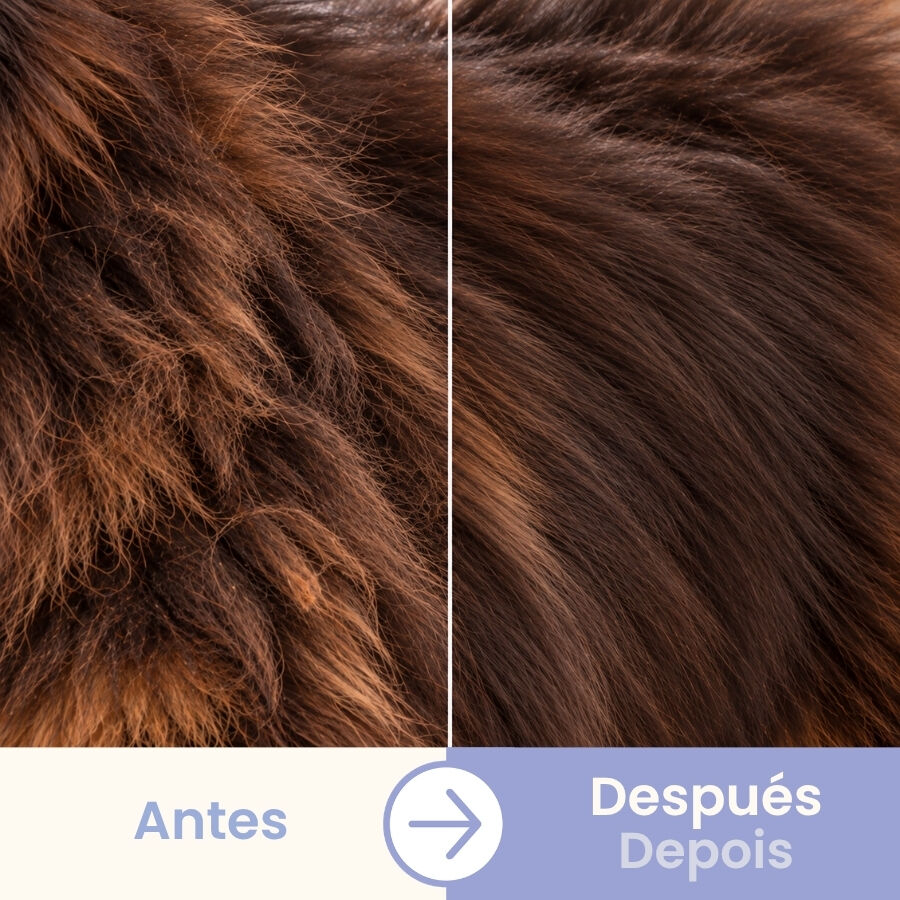 Bloob Rastrillo Deslanador Subpelo para perros, , large Imagen numero 5