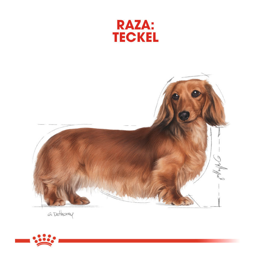 Royal Canin Adult Teckel paté en sobre para perros thumbnail