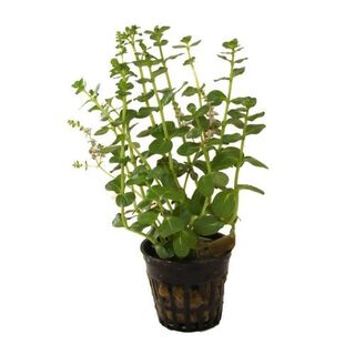 Plata Rotala Sp. Green para acuarios