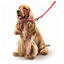 Beaphar Gentle Leader Collar de adiestramiento Rojo para perros, , large indicador imagen numero 2