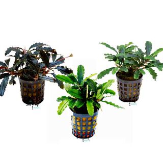 My Shrimp House Bucephalandra Pack 3ud para peces