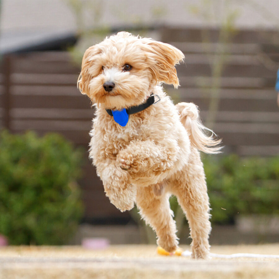 Nobleza Luz LED de Silicona para Collar de perro thumbnail