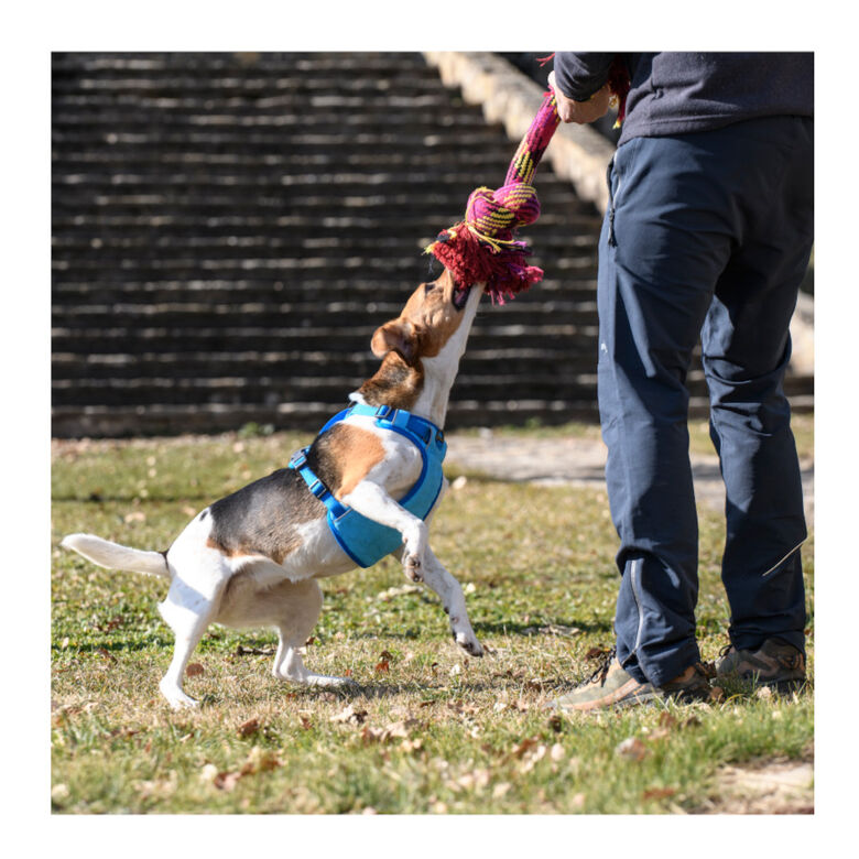 Freedog Cool Pro Tech Arnés Refrescante Azul para perros thumbnail