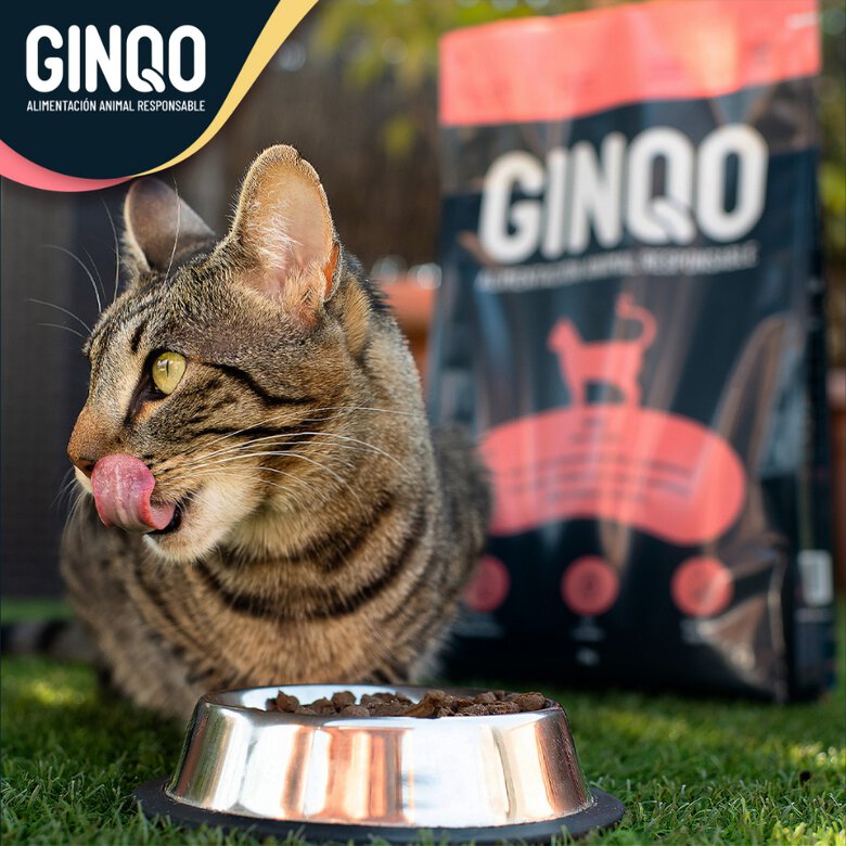 GINQO pienso hipoalergénico sabor insecto para gatos, , large image number null