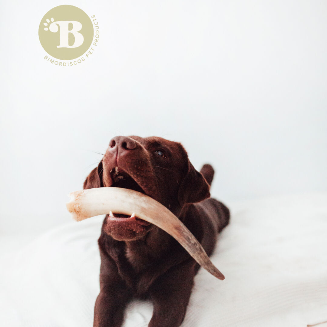 BIMORDISCOS Cuerno de vaca / toro para perros thumbnail