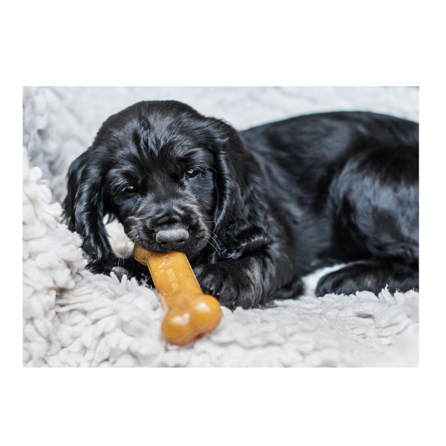 Nylabone Chew Pollo Hueso Mordedor para cachorros thumbnail