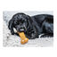 Nylabone Chew Pollo Hueso Mordedor para cachorros, , large indicador imagen numero 3
