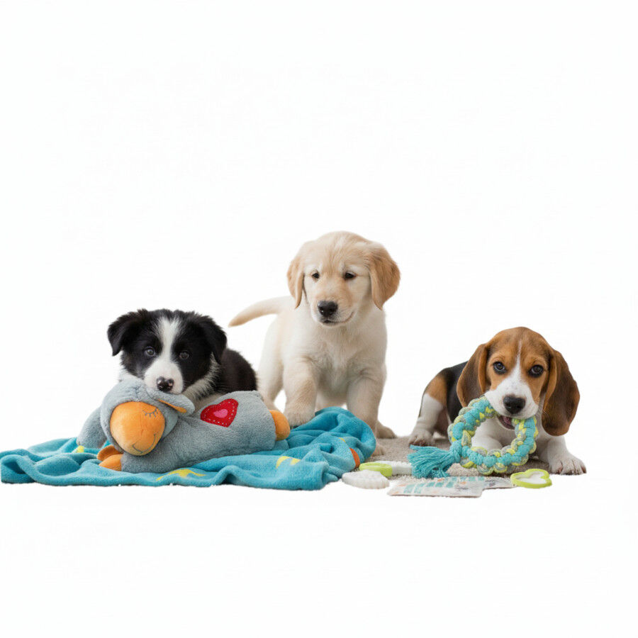 All For Paws Pups Kit de Juego para cachorros, , large Imagen numero 3