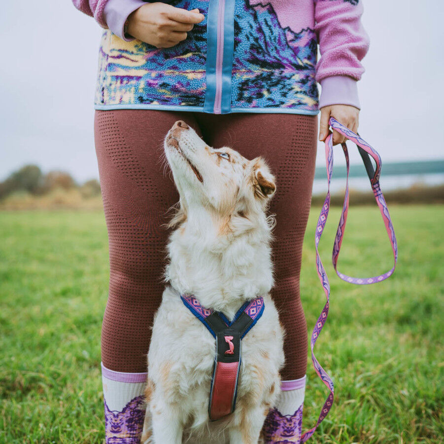 Non-stop Dogwear Correa Morado y Rosa para perros, , large Imagen numero 2