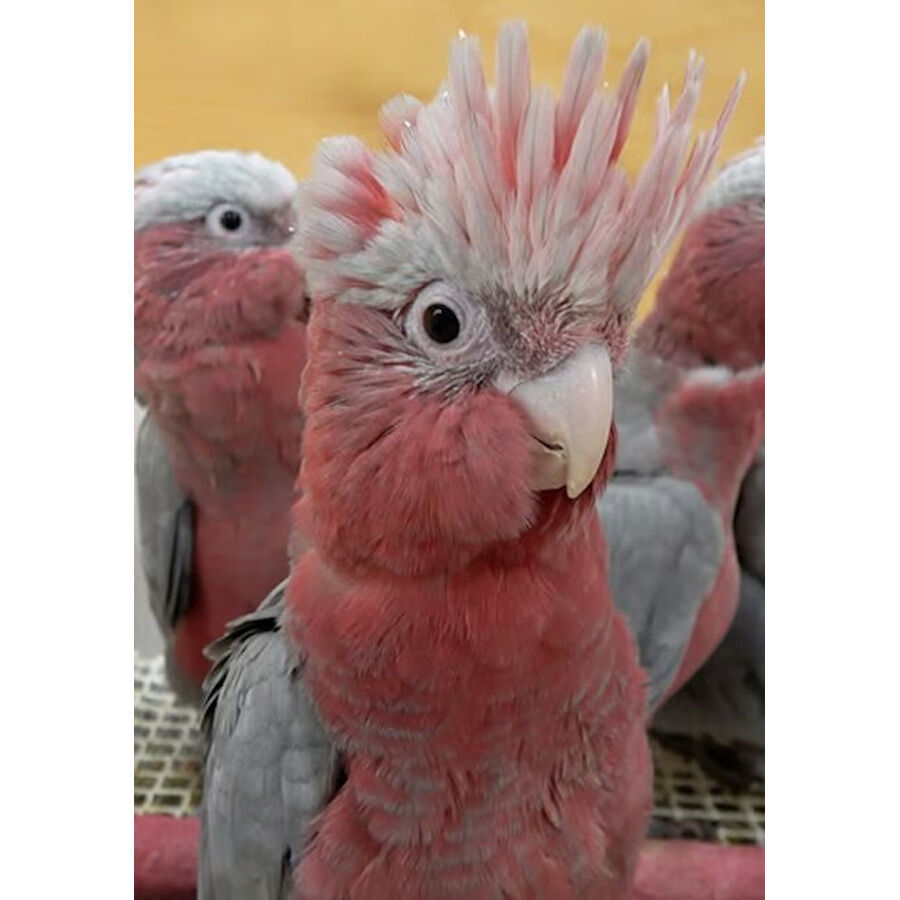 Psittacus Mini pienso para pájaros pequeños thumbnail