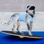 FitPAWS Tabla de equilibrio negro 50 cm, , large indicador imagen numero 3