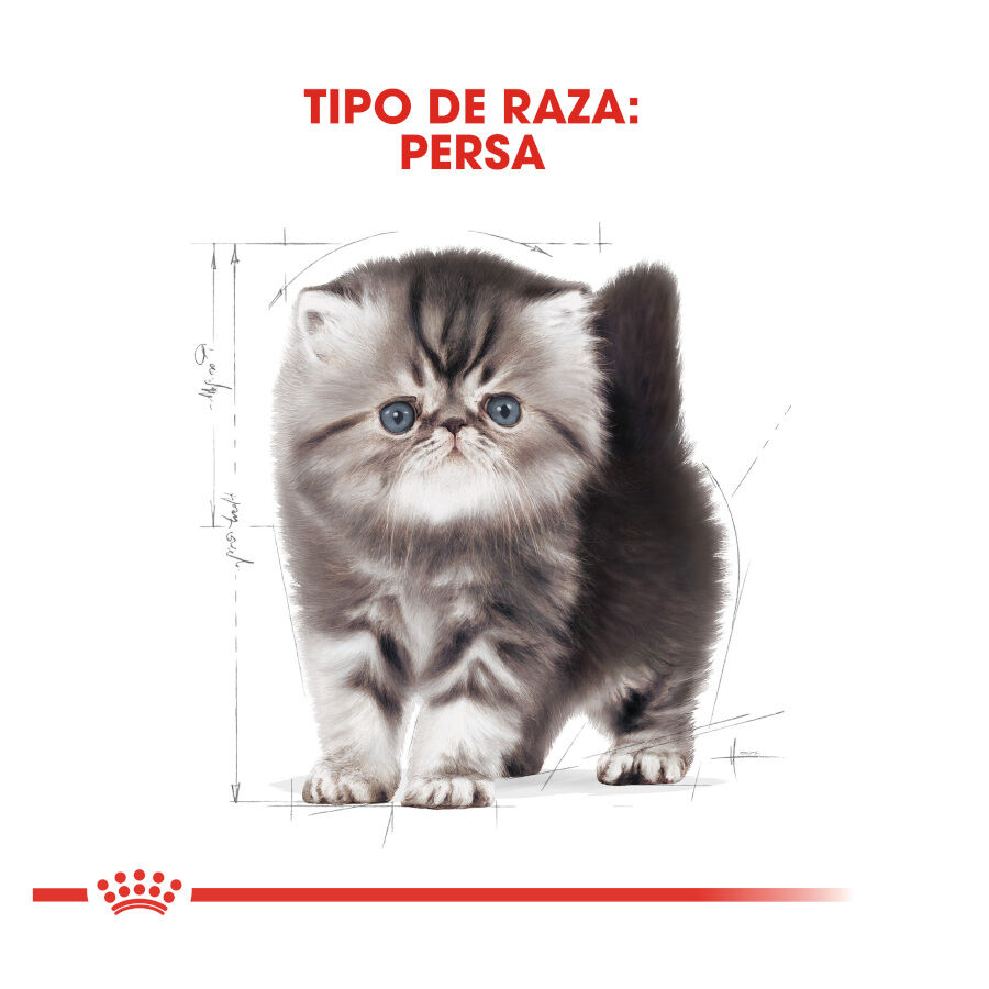 Royal Canin Kitten Persian pienso para gatito Tiendanimal
