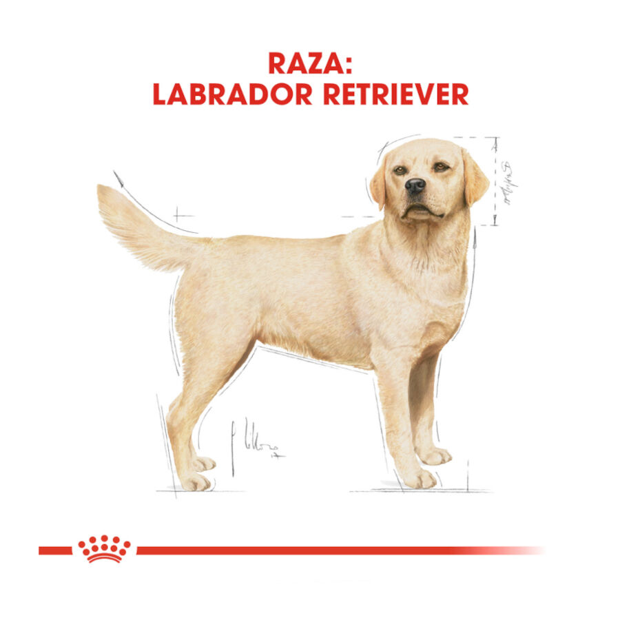 Royal Canin Adult Labrador Retriever pienso para perros thumbnail