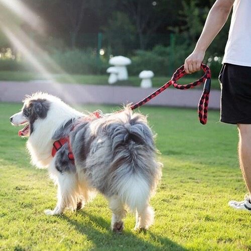 Correa corta MyPetCare para perro color Rojo thumbnail
