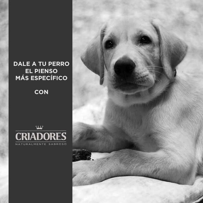 Criadores Pollo y Arroz pienso para cachorros de razas grandes, , large image number null