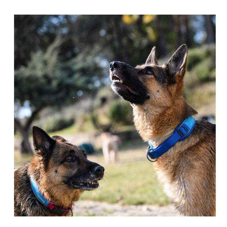 Freedog Cool Pro Tech Collar Refrescante Azul para perros thumbnail