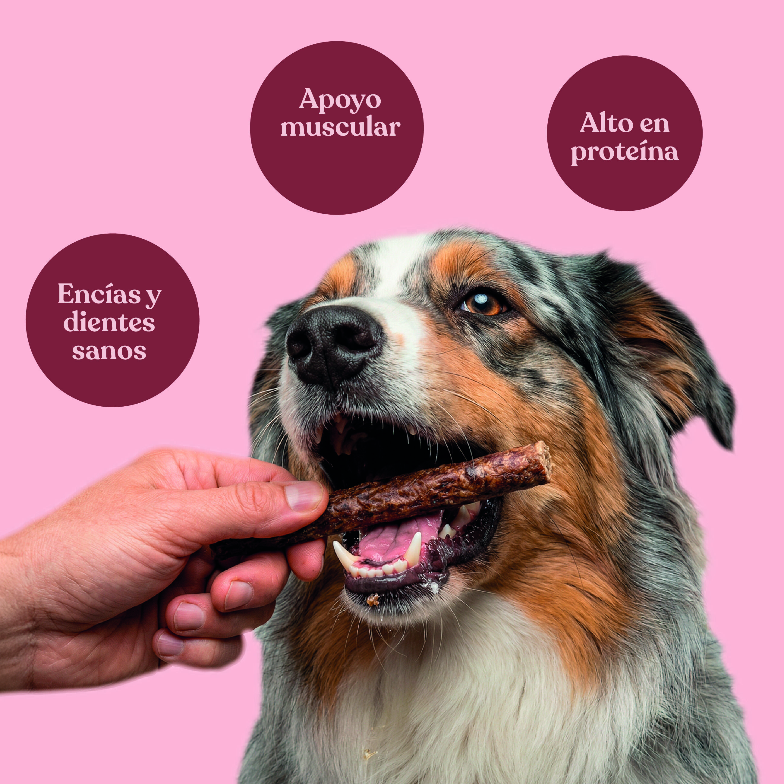 dr.bimix Filetes de Ternera con Remolacha para Perros | Premio Natural Rico en Prote&iacute;na, , large Imagen numero 3