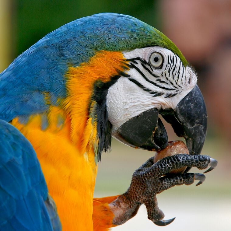 Your Parrot Nueces Silvestres con cáscara para loros thumbnail