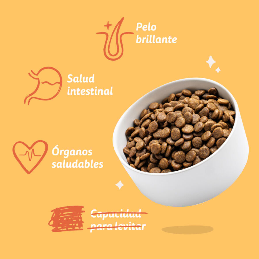 12 kg Edgard & Cooper Adult Pollo pienso para perros, , large Imagen numero 6