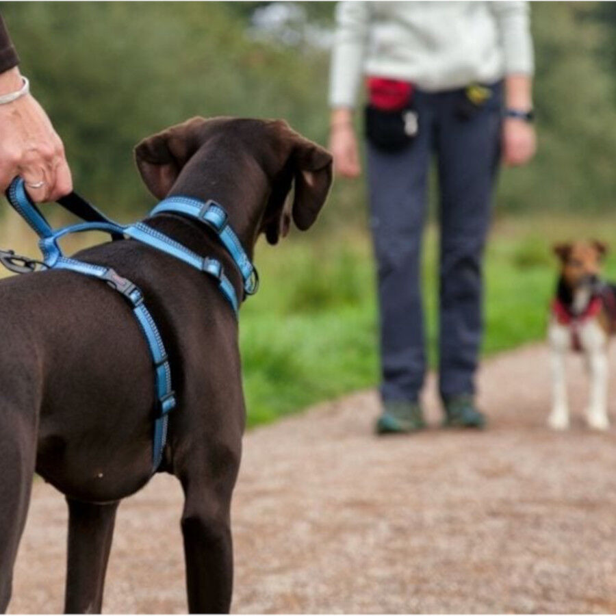 Halti arn&eacute;s de nylon ajustable rojo para perros, , large Imagen numero 3