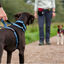 Halti arnés de nylon ajustable negro para perros, , large indicador imagen numero 3