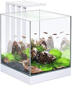 Ciano Acuario Nexus Pure Cube