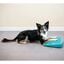 FitPAWS Rampa de equilibrio para mascotas azul 35x35x7 cm, , large indicador imagen numero 4