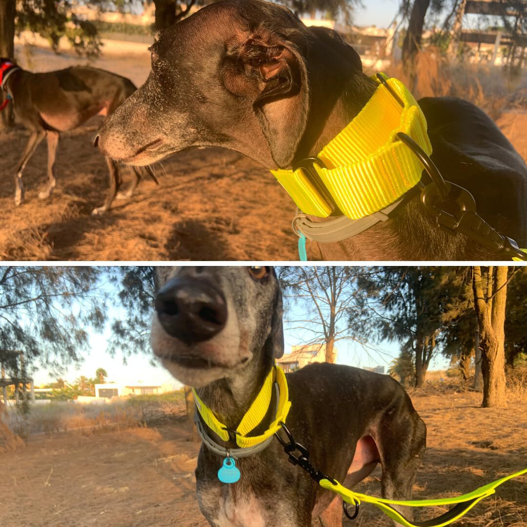 EGV - Collar Martingale. Collar galgo hecho a mano en Espa&ntilde;a (Amarillo), , large Imagen numero 4