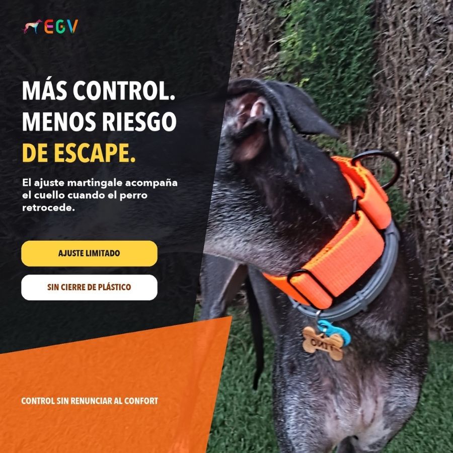 EGV - Collar Martingale. Collar galgo hecho a mano en Espa&ntilde;a (Naranja), , large Imagen numero 2