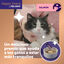 6 barritas Feliway Ceva Happy Snack Salm&oacute;n para gatos, , large indicador imagen numero 2