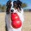 Kong Bounzer Juguete rojo para perros, , large indicador imagen numero 2