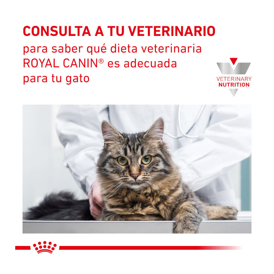 Royal Canin Veterinary Renal pienso para gatos thumbnail