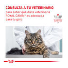 Royal Canin Veterinary Renal pienso para gatos, , large image number null