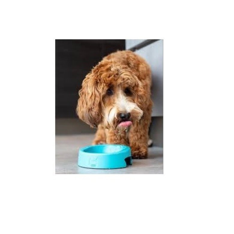 Cuenco antibacteriano Hero Hownd para perros color Aguamarina, , large image number null
