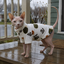 Gotoo Jersey Polar Estampado Erizo para gatos, , large indicador imagen numero 1