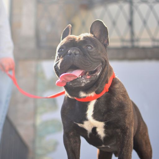 Dashi colorflex collar de TPU rojo para perros, , large Imagen numero 4