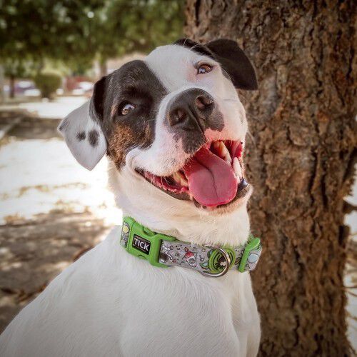 Collar Estelar para perros color Verde, , large Imagen numero 4