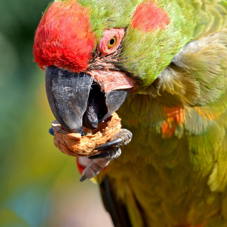 Your Parrot Nueces Silvestres con cáscara para loros thumbnail